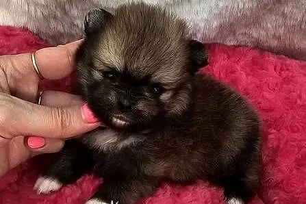 Szpic Miniaturowy/Pomeranian Orange Sable sunia PASZPORT!, Łódzkie, Sędziejowice