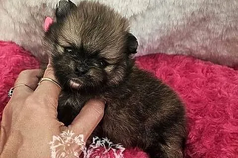 Szpic Miniaturowy/Pomeranian Orange Sable sunia PASZPORT!, Łódzkie, Sędziejowice