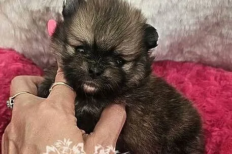 Szpic Miniaturowy/Pomeranian Orange Sable sunia PASZPORT!, Łódzkie, Sędziejowice