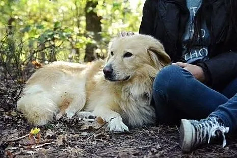 Piękny Bruna czeka na dom,  mazowieckie Otwock