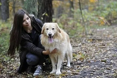Piękny Bruna czeka na dom,  mazowieckie Otwock