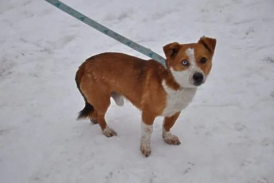 Bono - piękny, niebieskooki maluszek