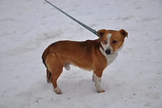 Bono - piękny, niebieskooki maluszek