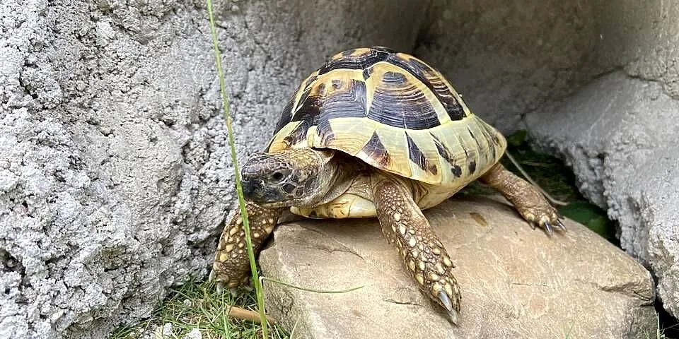 Żółw stepowy grecki 6 lat, Wielkopolskie, Kalisz