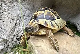 Żółw stepowy grecki 6 lat