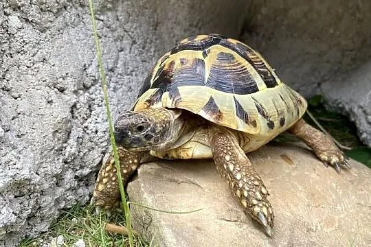 Żółw stepowy grecki 6 lat, Wielkopolskie, Kalisz