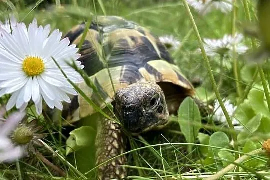 Żółw stepowy grecki 6 lat, Wielkopolskie, Kalisz