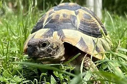 Żółw stepowy grecki 6 lat, Wielkopolskie, Kalisz
