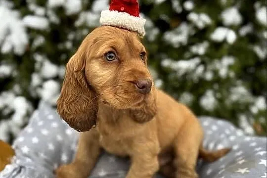 Jedyny taki! Śliczny piesek Cocker Spaniel Angielski czerwony nos, rodowód