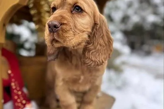 Jedyny taki! Śliczny piesek Cocker Spaniel Angielski czerwony nos, rodowód, Łódzkie, Łódź