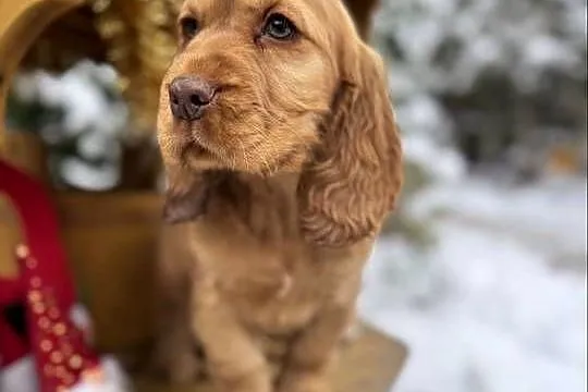 Jedyny taki! Śliczny piesek Cocker Spaniel Angielski czerwony nos, rodowód, Łódzkie, Łódź