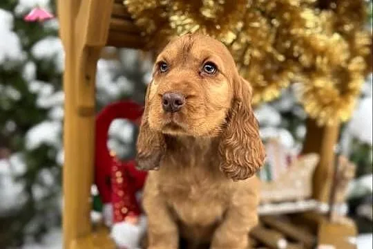 Jedyny taki! Śliczny piesek Cocker Spaniel Angielski czerwony nos, rodowód, Łódzkie, Łódź