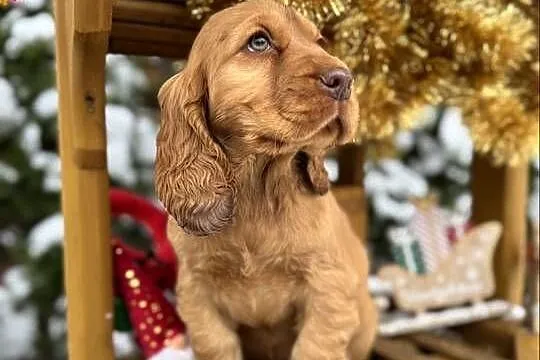 Jedyny taki! Śliczny piesek Cocker Spaniel Angielski czerwony nos, rodowód, Łódzkie, Łódź