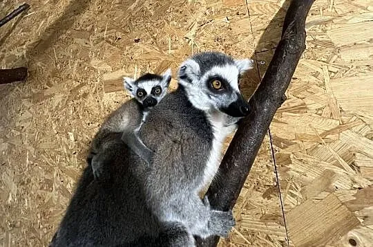 Lemur Katta samica/ samiec, Mazowieckie, Walim