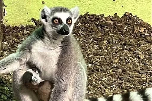 Lemur Katta samica/ samiec, Mazowieckie, Walim