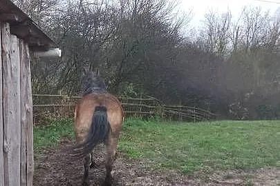 Sprzedam klacz zimnokwista 3 letnia zrebna, Mazowieckie, Gąbin