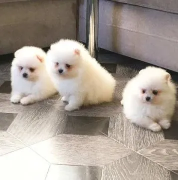 Dostępne są piękne, puszyste szczenięta Pomeraniana.