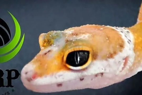 Eublefar Gekon Lamparci maluchy