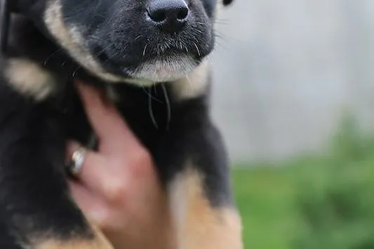 Borys, 12 tygodniowy MALUCH, wesoły szczeniak adopcja