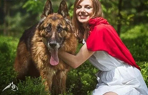 Owczarek Bartek będzie strzegł Twojego domu, mazo