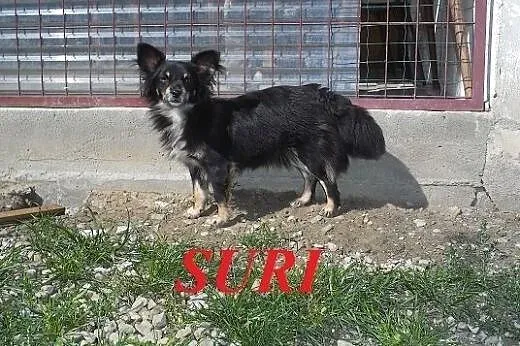 SURI - malutka proludzka suczka szuka domu,  małop