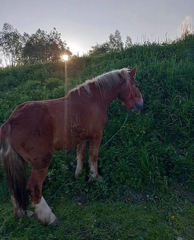 Klacz PKZ zimnokrwista,wymiana za ciągnik, Podkarpackie, Gawłuszowice