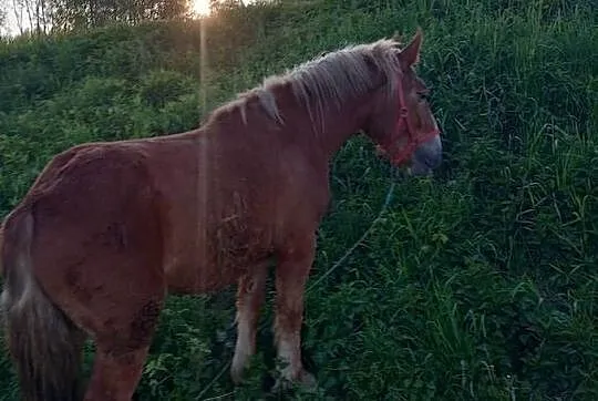 Klacz PKZ zimnokrwista,wymiana za ciągnik, Podkarpackie, Gawłuszowice