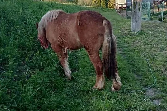 Klacz PKZ zimnokrwista,wymiana za ciągnik, Podkarpackie, Gawłuszowice