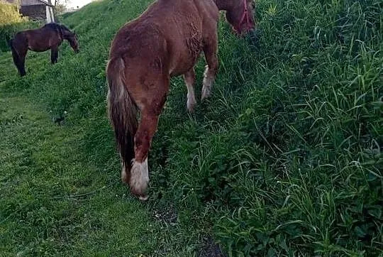 Klacz PKZ zimnokrwista,wymiana za ciągnik, Podkarpackie, Gawłuszowice