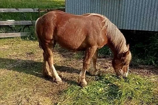 Klacz PKZ zimnokrwista,wymiana za ciągnik, Podkarpackie, Gawłuszowice