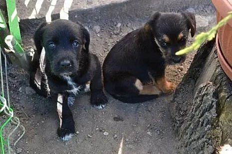 3 szczeniaczki - sunie do adopcji!,  łódzkie Łódź