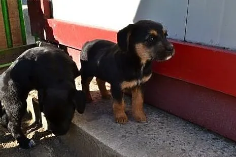 3 szczeniaczki - sunie do adopcji!,  łódzkie Łódź