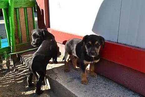 3 szczeniaczki - sunie do adopcji!,  łódzkie Łódź