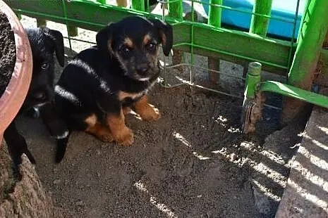 3 szczeniaczki - sunie do adopcji!,  łódzkie Łódź