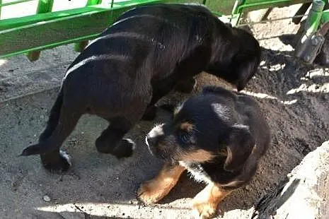 3 szczeniaczki - sunie do adopcji!,  łódzkie Łódź