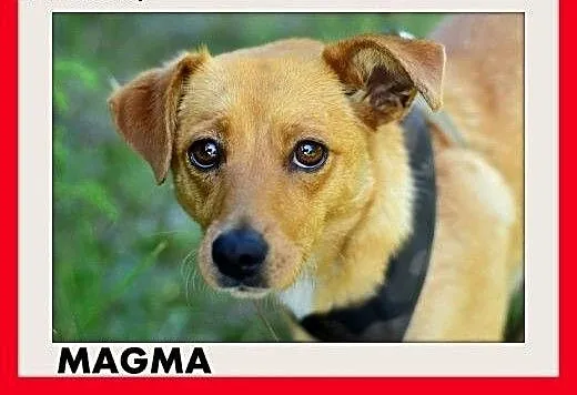 MAGMA,średnia,spokojna,łagodna suczka.ADOPCJA, do