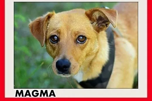 MAGMA,średnia,spokojna,łagodna suczka.ADOPCJA,  do