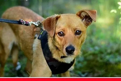 MAGMA,średnia,spokojna,łagodna suczka.ADOPCJA,  do