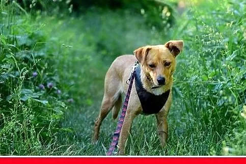 MAGMA,średnia,spokojna,łagodna suczka.ADOPCJA,  do
