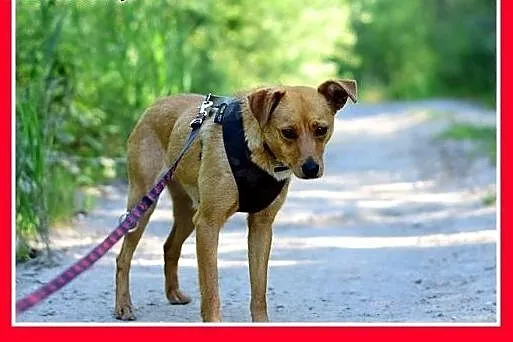 MAGMA,średnia,spokojna,łagodna suczka.ADOPCJA,  do