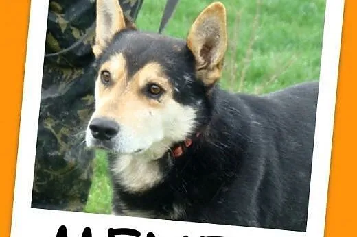 Husky mix ,pies MENEK, przyjacielski,spokojny,grzeczny.Adopcja.,  małopolskie Kraków