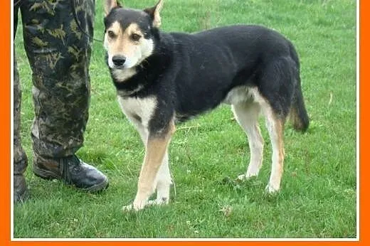 Husky mix ,pies MENEK, przyjacielski,spokojny,grze