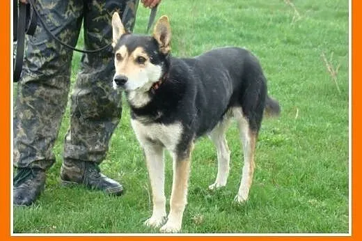 Husky mix ,pies MENEK, przyjacielski,spokojny,grze