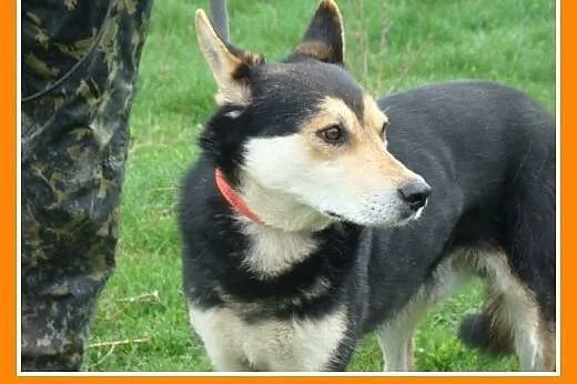Husky mix ,pies MENEK, przyjacielski,spokojny,grze