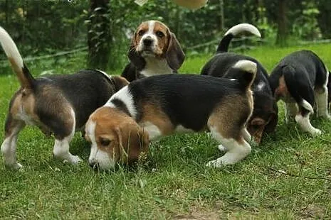 Piękne szczeniaki beagle z rodowodem,  małopolskie