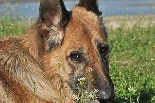 KUNDZIA sunia w typie ON do pokochania od zaraz!, 
