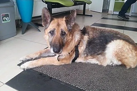 KUNDZIA sunia w typie ON do pokochania od zaraz!, 