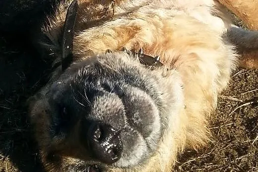 KUNDZIA sunia w typie ON do pokochania od zaraz!, 