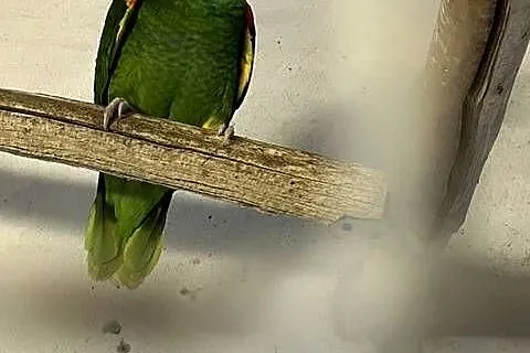 AMAZONKA ORATIX - dorosły samiec z 2019 roku, Wielkopolskie, Rawicz