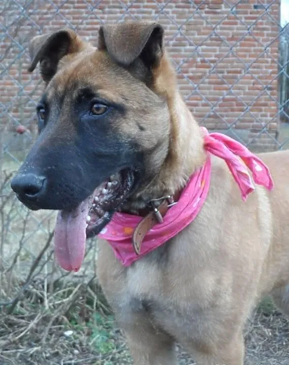 Jerry młody psiak w typie malinois DO ADOPCJI! ŁTO